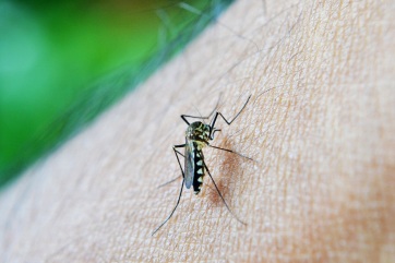 Szombattól szúnyogirtás Újvidéken, Belcsényben és Karlócán - A cikkhez tartozó kép