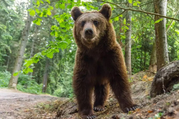 Befogják a román hatóságok a Transzfogarasi út mentén turistalátványossággá vált „kolduló medvéket” - A cikkhez tartozó kép