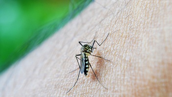 Szombattól szúnyogirtás Újvidéken, Belcsényben és Karlócán - illusztráció